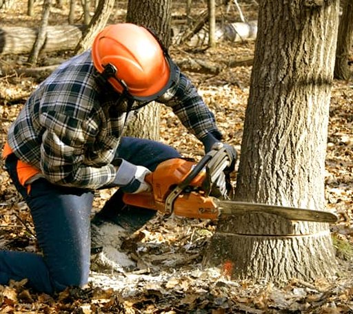 Tree Removal in Peak, SC